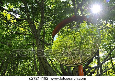 Stock Image - Curved Mirror in Woods. Fotosearch