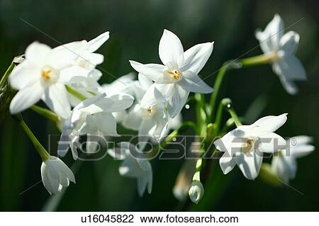 Daffodils View Large Photo Image Stock Image - Daffodils. Fotosearch
