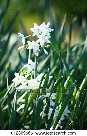 Stock Photography - Daffodils. Fotosearch