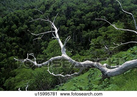 Stock Image - Dead Tree High Up in Mountains. Fotosearch