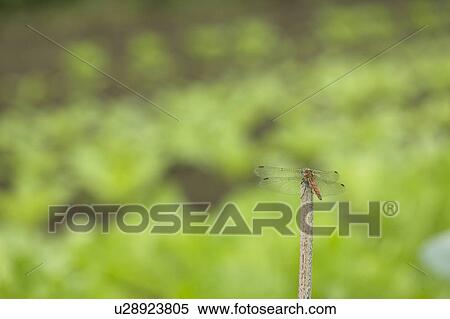 Stock Photography - Dragonfly perched on a stick. Fotosearch