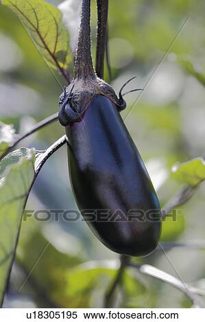 Eggplant, close-up, Nara Prefecture, Honshu, Japan View Large Photo Image Stock Photography - Eggplant, close-up, Nara Prefecture, Honshu, Japan. Fotosearch