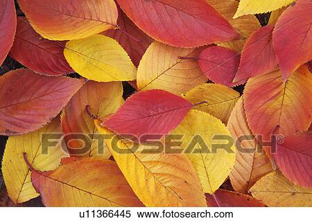 Stock Photography - Fallen leaves in autumn, Osaka Prefecture, Honshu, Japan. Fotosearch