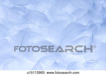 Stock Image - Feathers. Fotosearch
