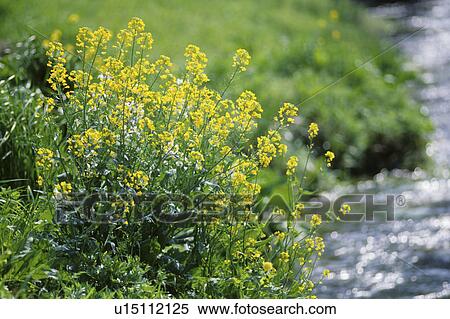 Stock Photography - Field mustard and babble. Fotosearch
