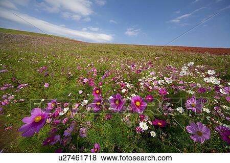 Stock Photo - Field of Cosmos Field. Fotosearch