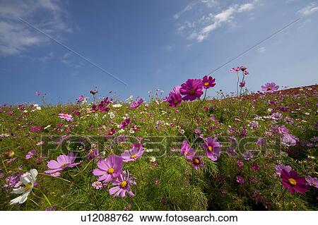 Stock Image - Field of Cosmos Flowers. Fotosearch