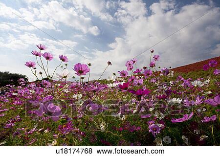 Stock Photo - Field of Cosmos Flowers. Fotosearch