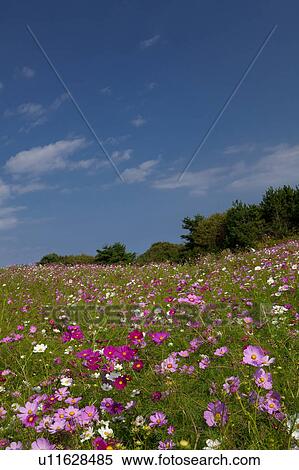 Stock Photography - Field of Cosmos Flowers. Fotosearch