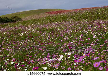 Field of Cosmos Flowers View Large Photo Image Stock Photography - Field of Cosmos Flowers. Fotosearch