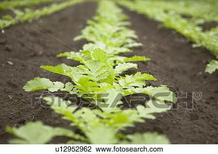Field of Dikon Radishes View Large Photo Image Stock Image - Field of Dikon Radishes. Fotosearch