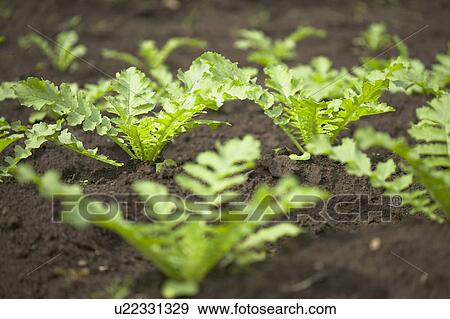 Stock Photo - Field of Dikon Radishes. Fotosearch