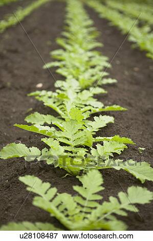 Field of Dikon Radishes View Large Photo Image Stock Photo - Field of Dikon Radishes. Fotosearch