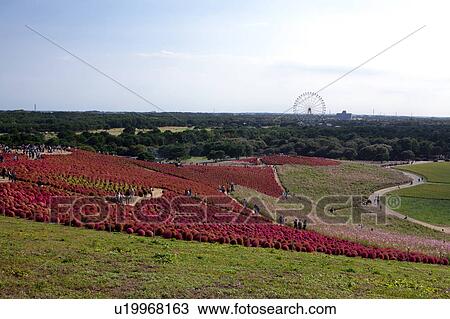 Stock Image - Field. Fotosearch