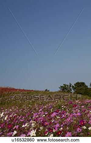 Stock Image - Fields of Cosmos Flowers. Fotosearch