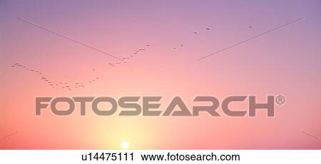 Stock Image - Flock Of Birds Flying in Sunset. Fotosearch