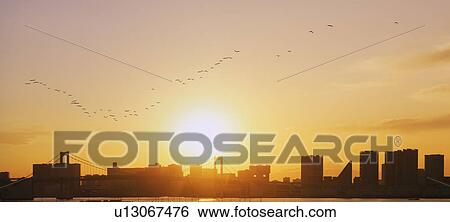 Flock of Birds Flying Over Tokyo View Large Photo Image Stock Photograph - Flock of Birds Flying Over Tokyo. Fotosearch