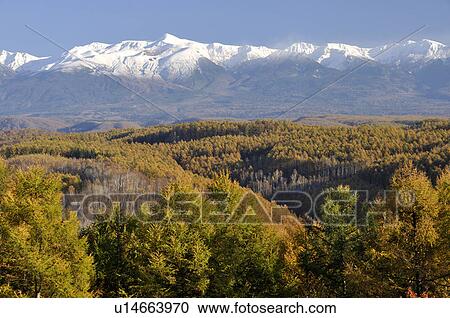 Stock Image - Forest and Mt. Daisetsu, Hokkaido Prefecture, Japan. Fotosearch
