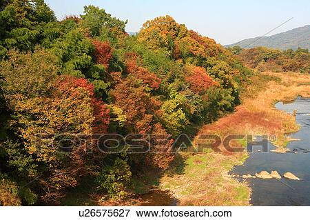 Stock Photo - Forest by River in Autumn. Fotosearch