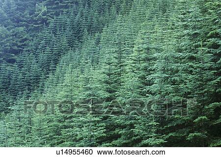 Stock Image - Forest. Fotosearch