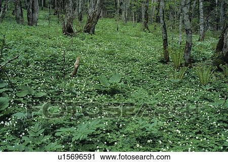 Stock Image - Forest. Fotosearch