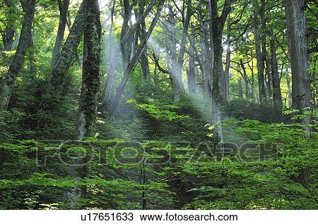 Forest View Large Photo Image Stock Image - Forest. Fotosearch