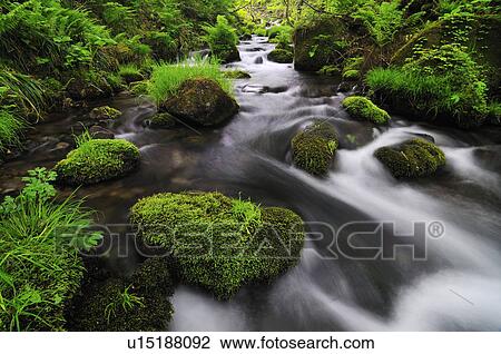 Stock Image - Forest Stream. Fotosearch