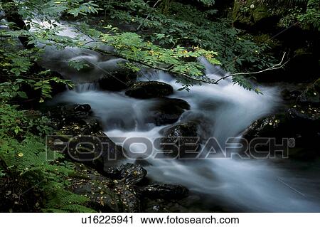 Stock Image - Forest Stream. Fotosearch