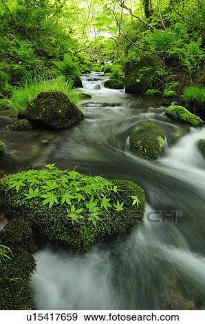 Stock Photo - Forest Stream. Fotosearch