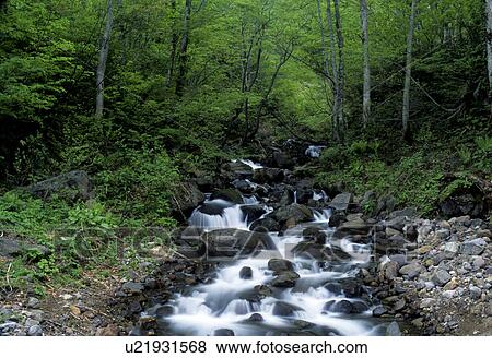 Forest Stream View Large Photo Image Stock Photo - Forest Stream. Fotosearch