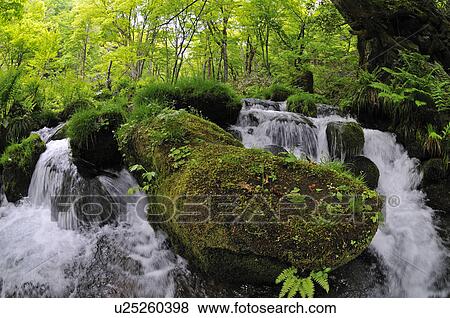 Forest Stream View Large Photo Image Stock Photo - Forest Stream. Fotosearch
