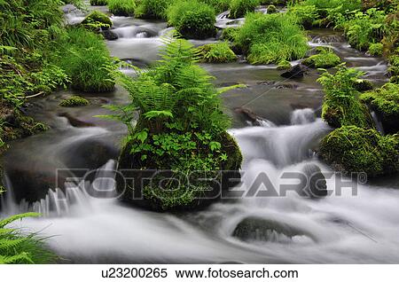 Stock Photography - Forest Stream. Fotosearch