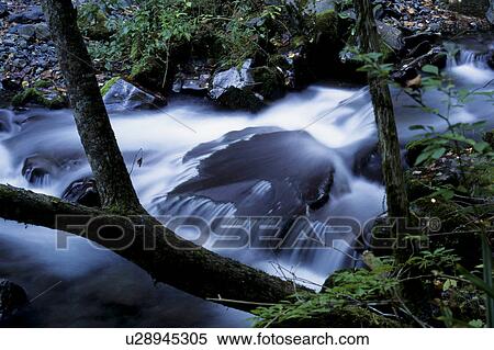 Stock Photography - Forest Stream. Fotosearch
