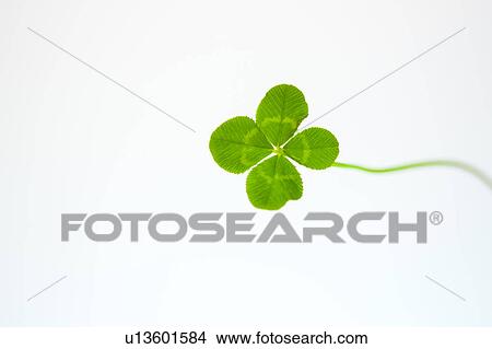 Picture - Four leaf clover. Fotosearch