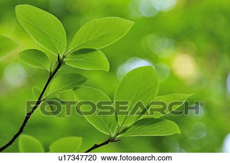 Fresh Green Leaves View Large Photo Image Stock Image - Fresh Green Leaves. Fotosearch