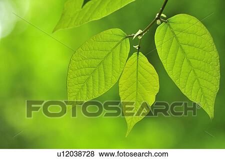 Stock Photo - Fresh Green Leaves. Fotosearch
