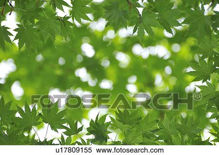 Fresh Green Leaves View Large Photo Image Stock Photography - Fresh Green Leaves. Fotosearch