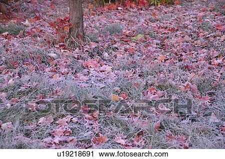 Frosted Japanese maple leaves on ground, Hokkaido Prefecture, Japan View Large Photo Image Stock Image - Frosted Japanese maple leaves on ground, Hokkaido Prefecture, Japan. Fotosearch