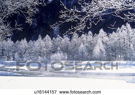 Stock Photo - Frosty trees. Fotosearch