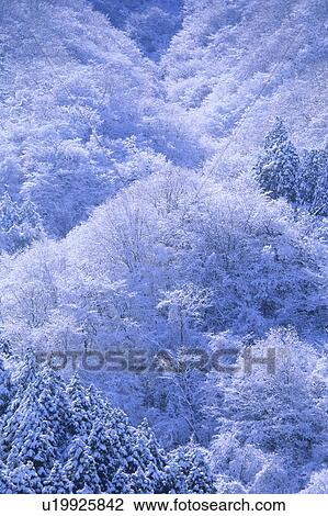 Stock Image - Frozen trees in forest, Kanagawa Prefecture, Honshu, Japan. Fotosearch