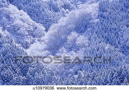 Frozen trees in forest, Kanagawa Prefecture, Honshu, Japan View Large Photo Image Stock Photograph - Frozen trees in forest, Kanagawa Prefecture, Honshu, Japan. Fotosearch