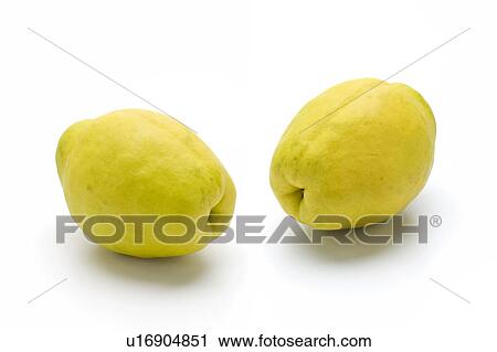 Fruits of Chaenomeles sinensis View Large Photo Image Stock Image - Fruits of Chaenomeles sinensis. Fotosearch