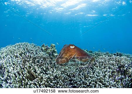 Stock Photo - Giant Cuttlefish and Coral. Fotosearch