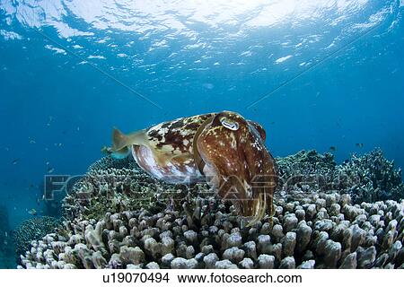 Picture - Giant Cuttlefish Over Coral. Fotosearch