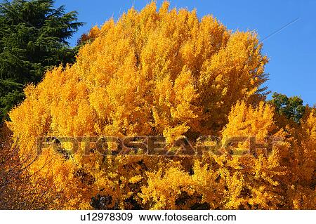 Ginkgo Tree in Autumn View Large Photo Image Stock Photo - Ginkgo Tree in Autumn. Fotosearch