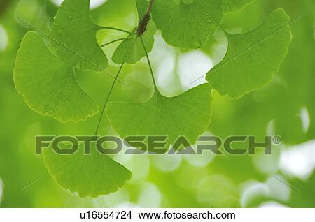 Picture - Ginkgo tree. Fotosearch