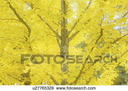 Ginkgo tree View Large Photo Image Stock Photo - Ginkgo tree. Fotosearch
