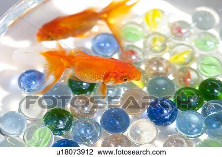 Stock Image - Goldfishes swimming in fishbowl. Fotosearch