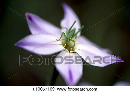 Stock Photo - Grasshopper on flower. Fotosearch