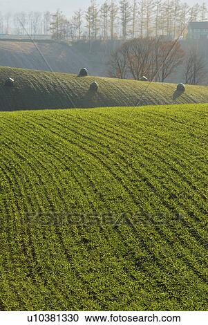 Stock Image - Hay bales and harvested field, Hokkaido Prefecture, Japan. Fotosearch